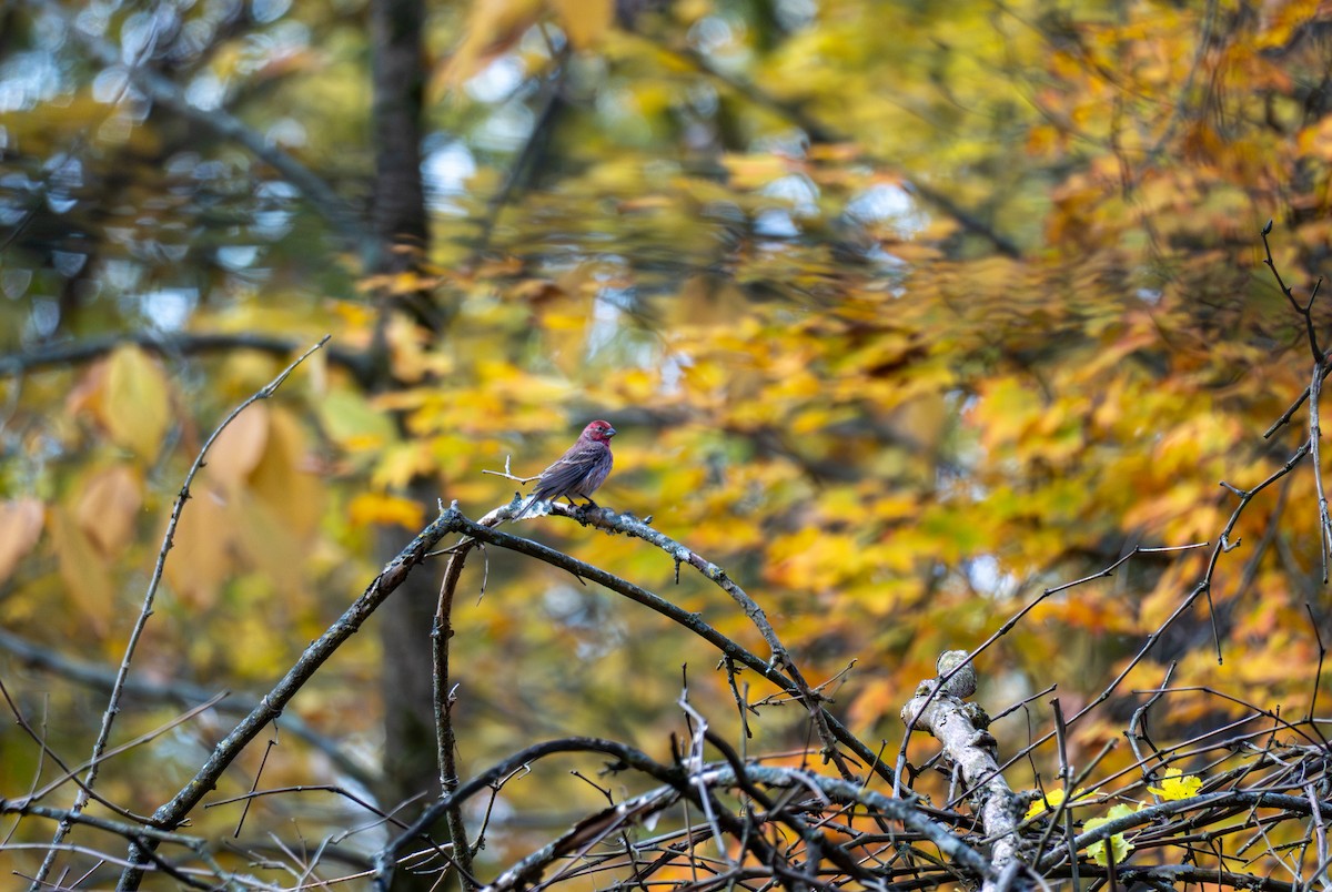 メキシコマシコ - ML644472351