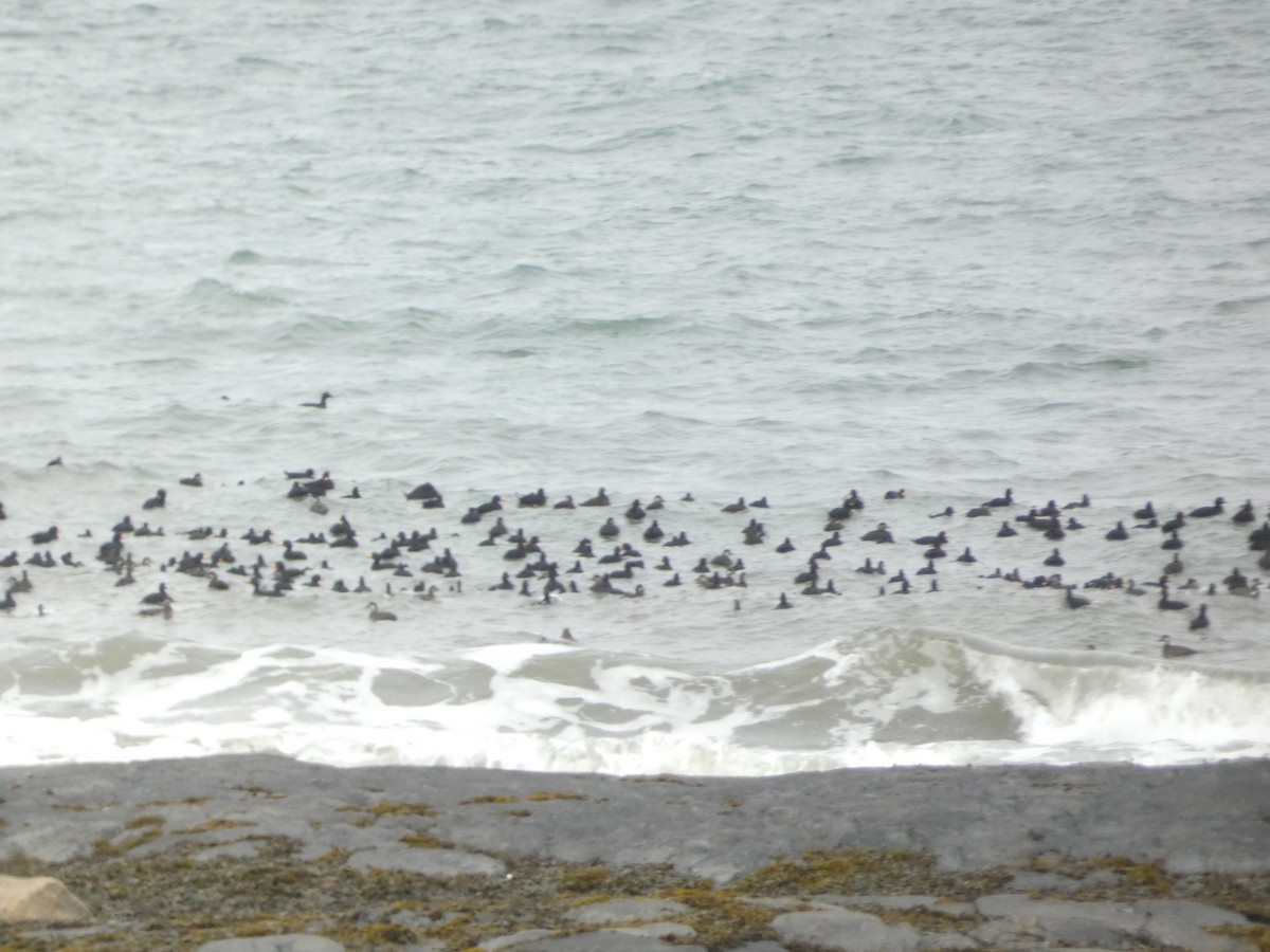 Black Scoter - ML644472361