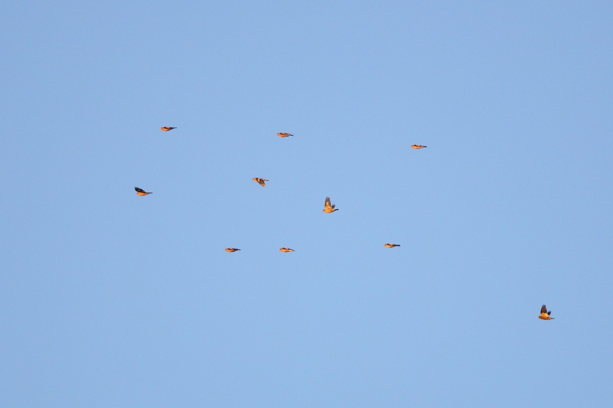 キビタイシメ - ML644472384