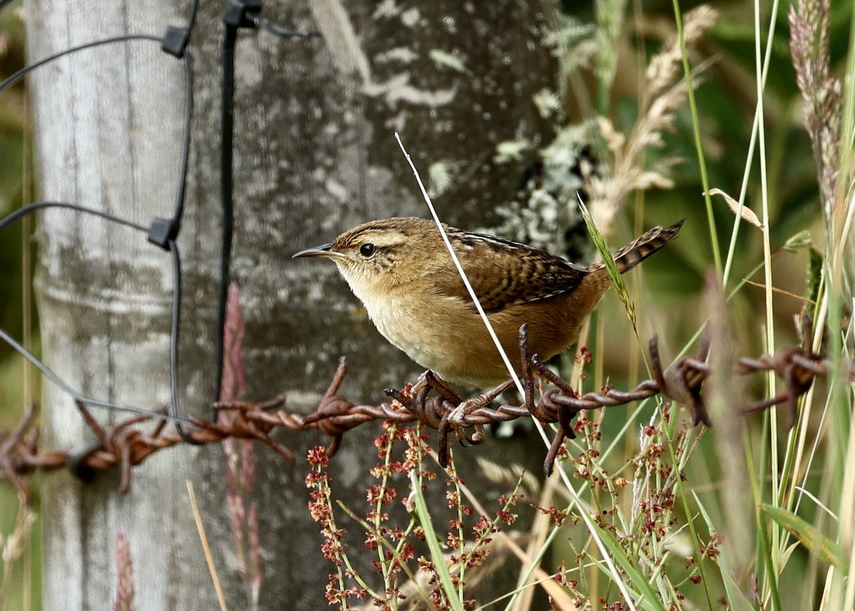 Troglodyte de Latham - ML644472385