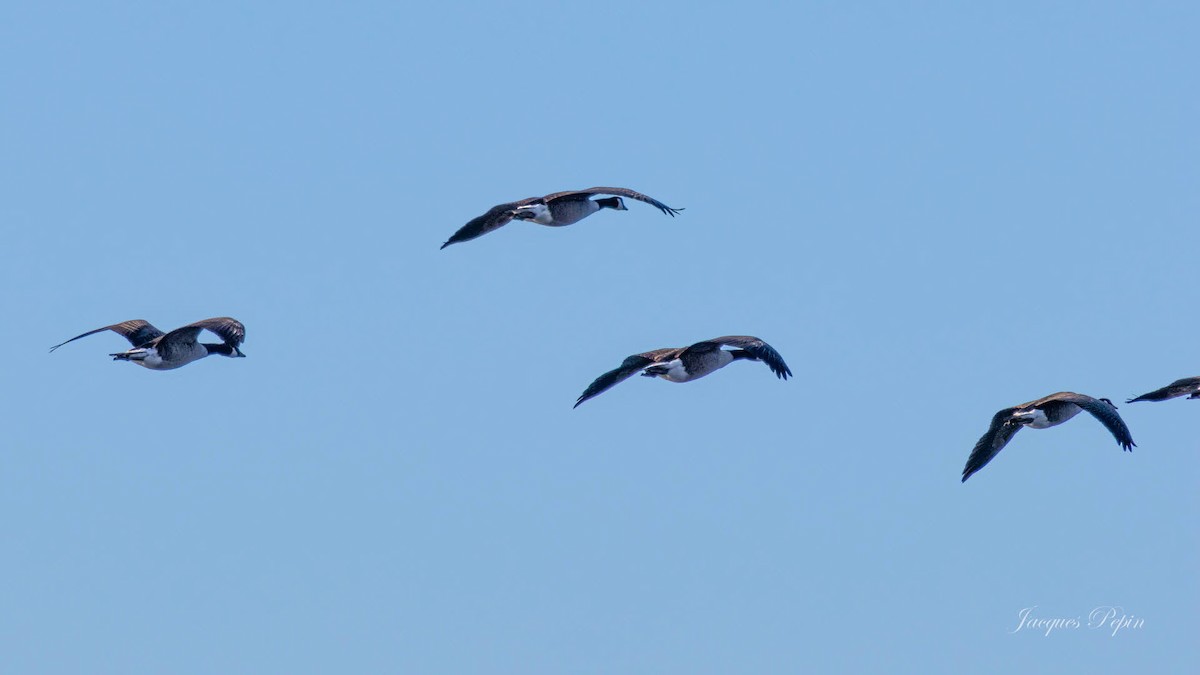 kanadagås - ML644472387