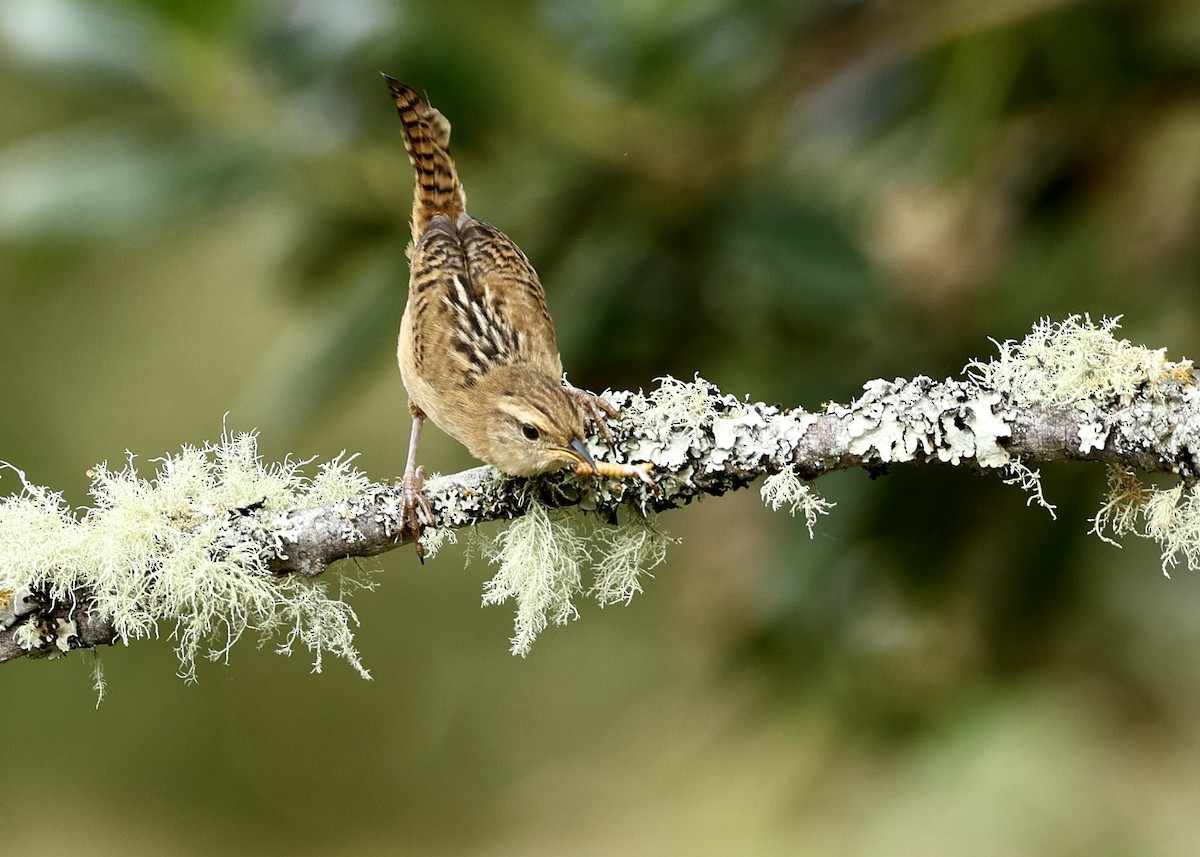 Troglodyte de Latham - ML644472396