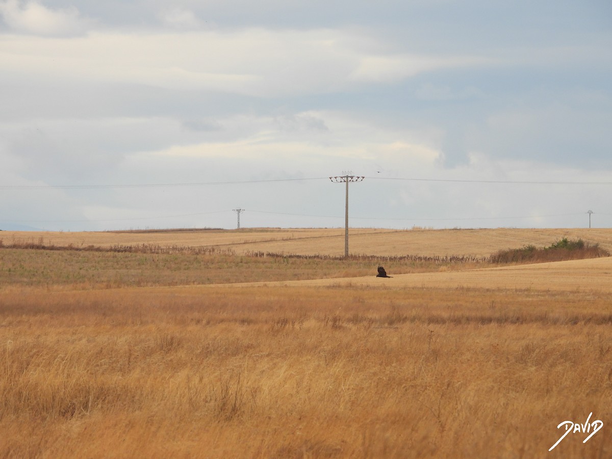 Western Marsh Harrier - ML644472397