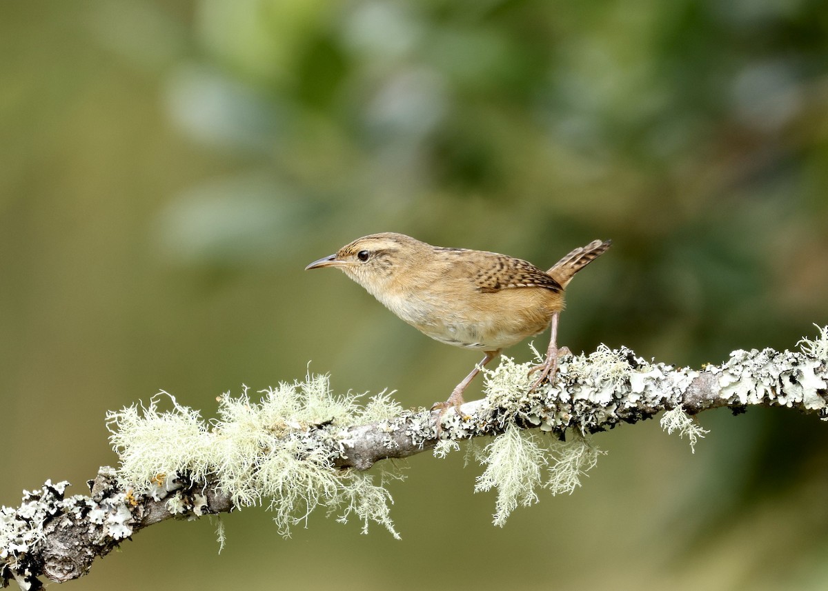 Troglodyte de Latham - ML644472399