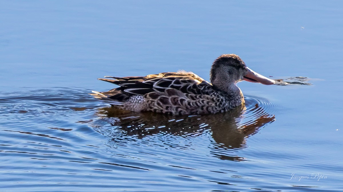 skjeand - ML644472408