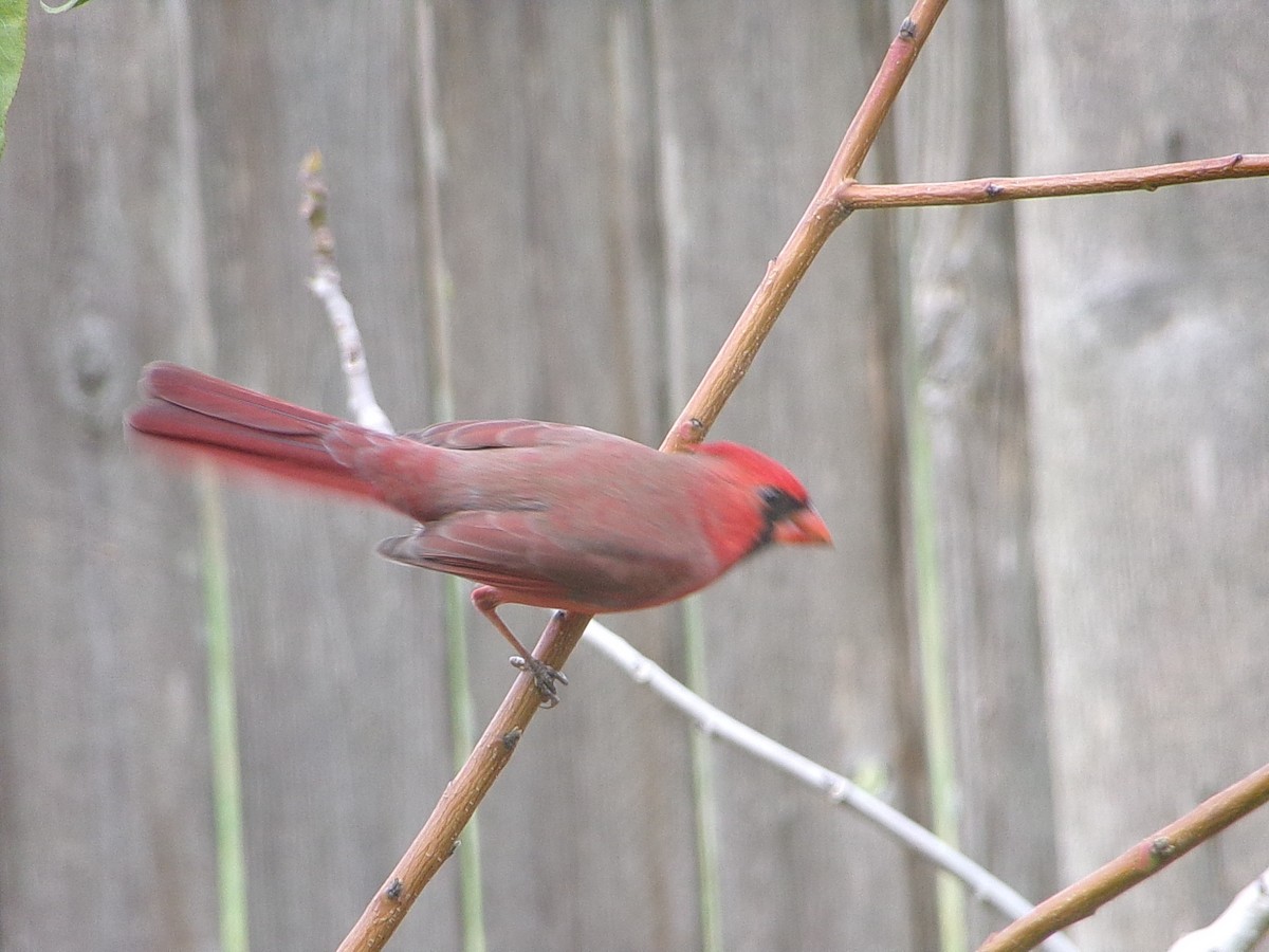 Northern Cardinal - ML644472410