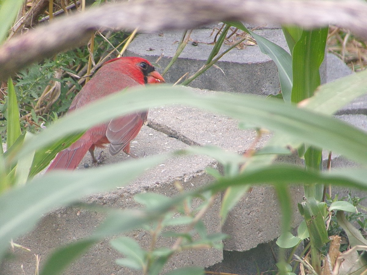 Northern Cardinal - ML644472411