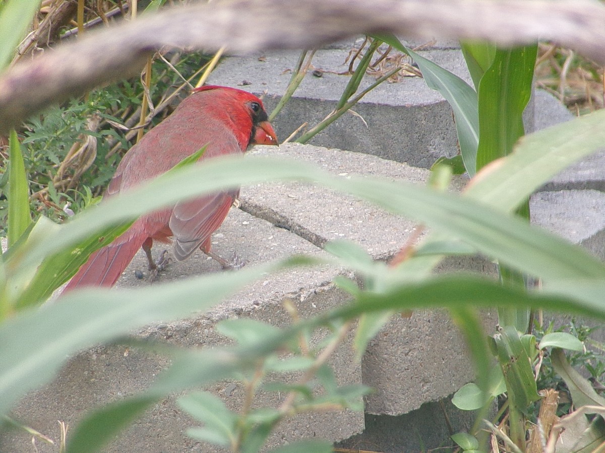 Northern Cardinal - ML644472412