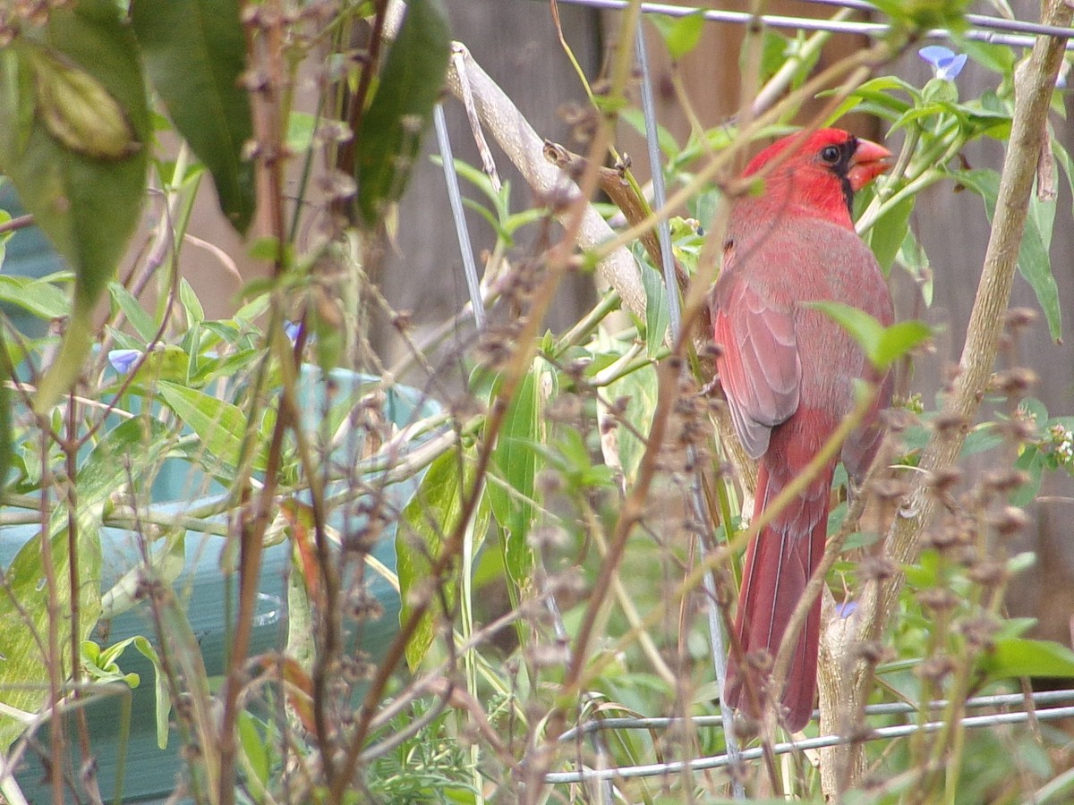 Northern Cardinal - ML644472413