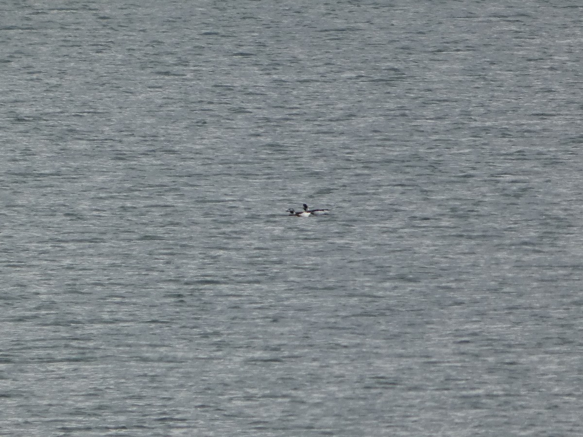 長尾鴨 - ML644472416