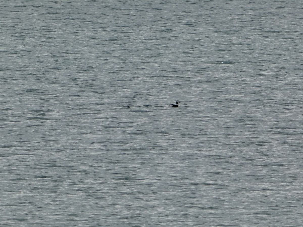 長尾鴨 - ML644472417