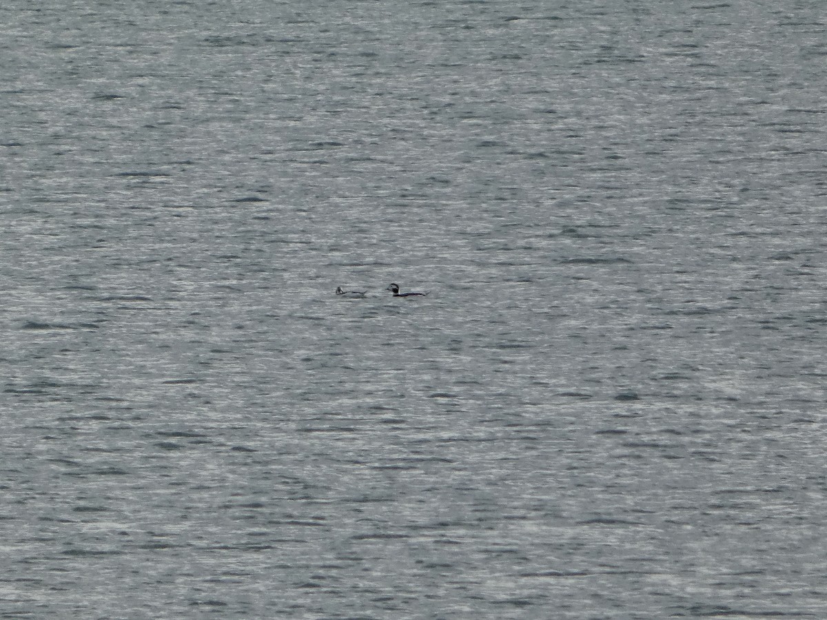 長尾鴨 - ML644472418