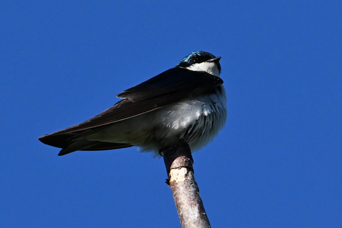 Tree Swallow - ML644472439