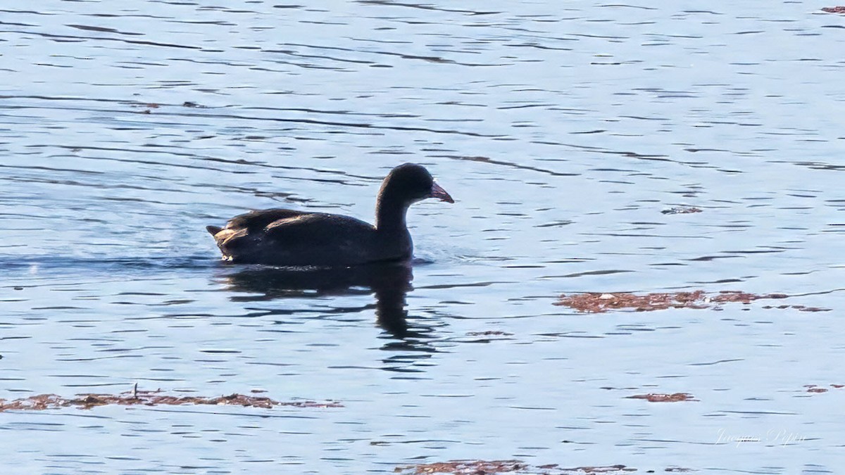 amerikasothøne - ML644472441