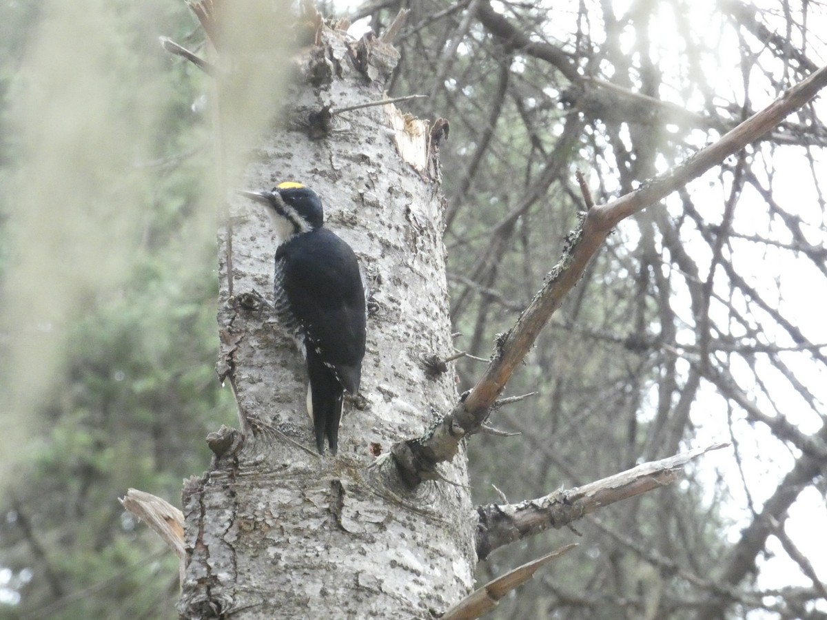 Black-backed Woodpecker - ML644472450