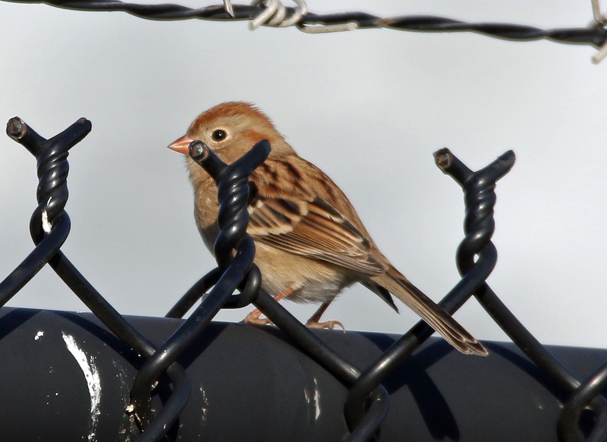 Field Sparrow - ML644472456