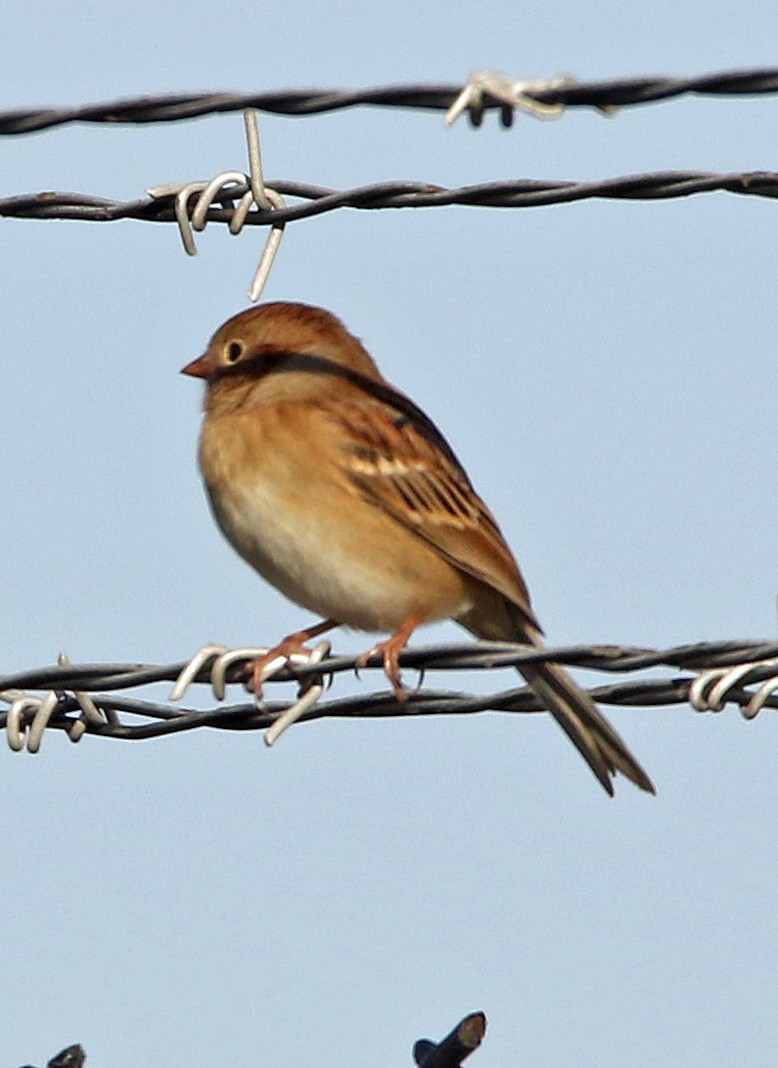 Field Sparrow - ML644472461