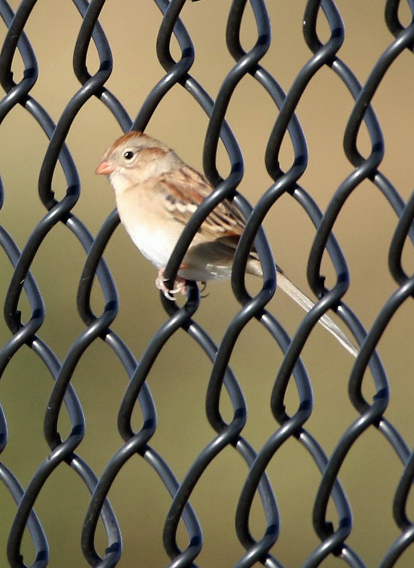Field Sparrow - ML644472462