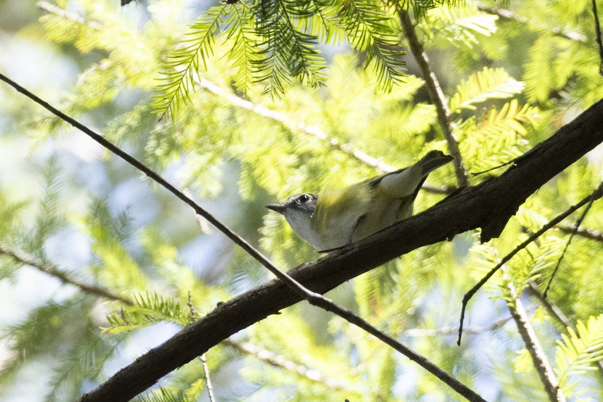 Viréo à tête bleue, V. de Cassin ou V. plombé - ML644472478