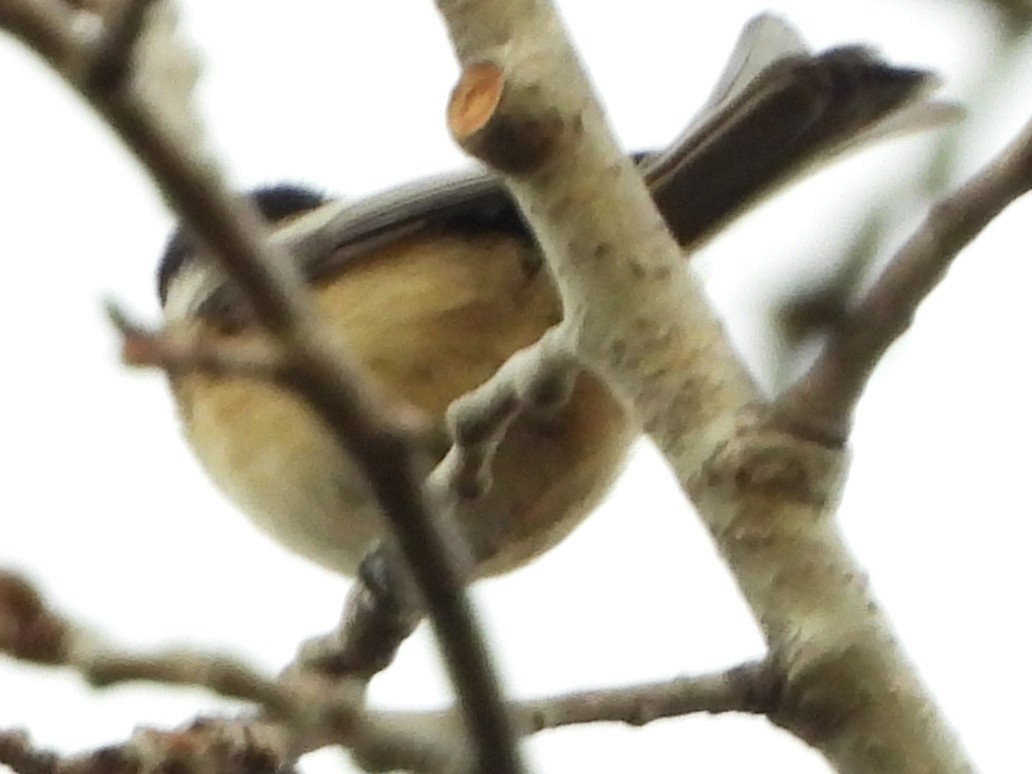 Amerika Baştankarası - ML644472479