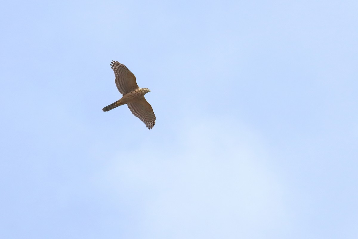 Aztore eurasiarra - ML644472484