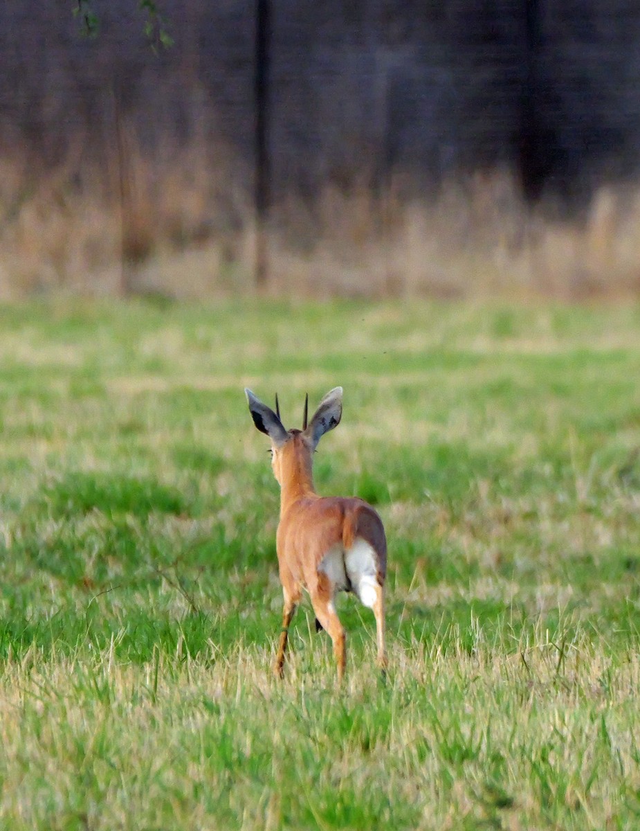 Steenbok - ML644472498