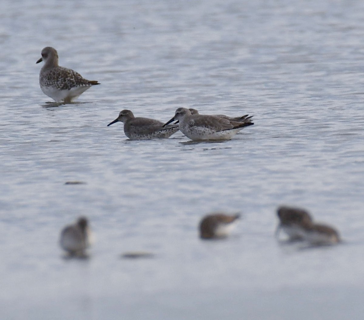 Red Knot - ML644472501