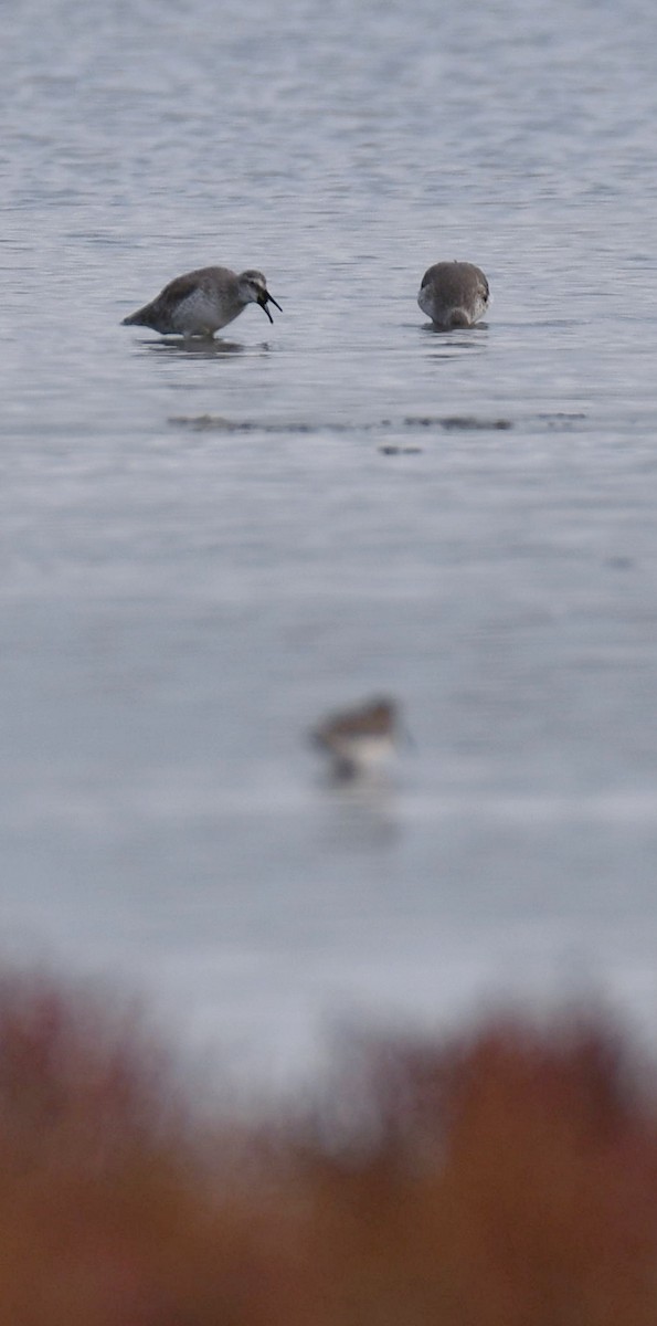 Red Knot - ML644472502