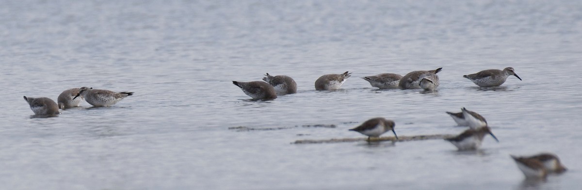 Red Knot - ML644472503