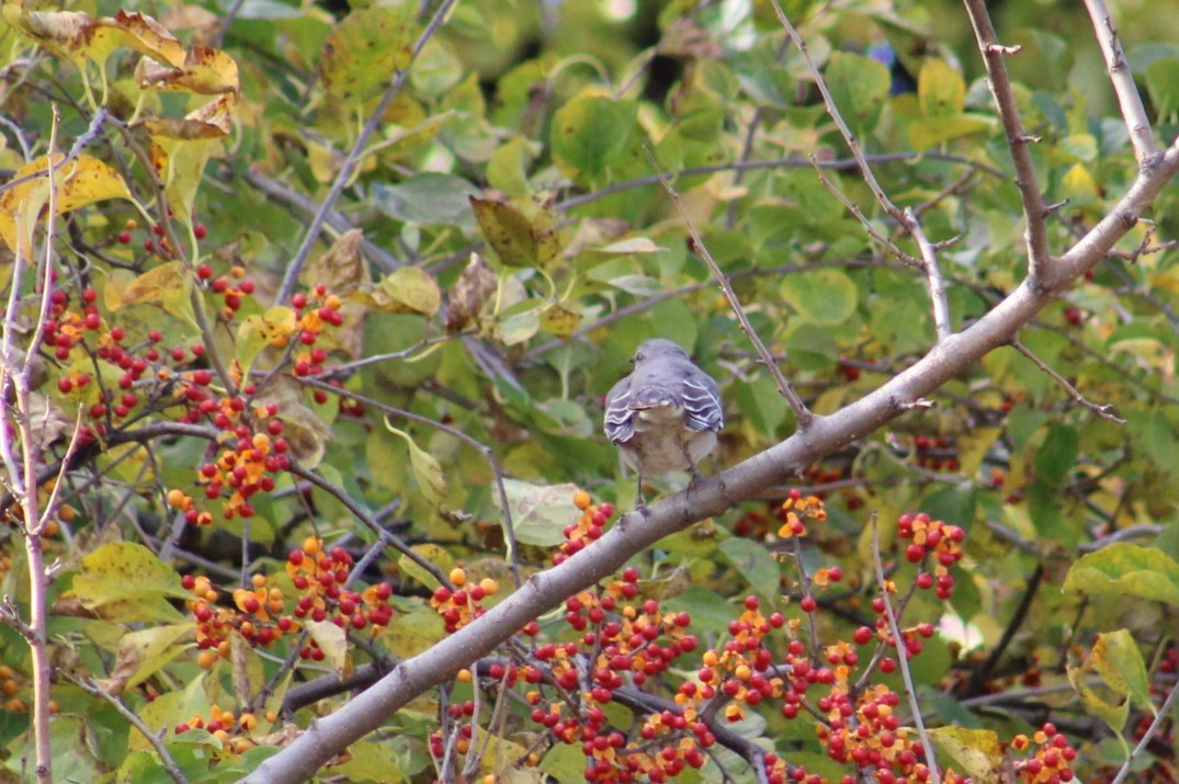 Пересмішник багатоголосий - ML644472507