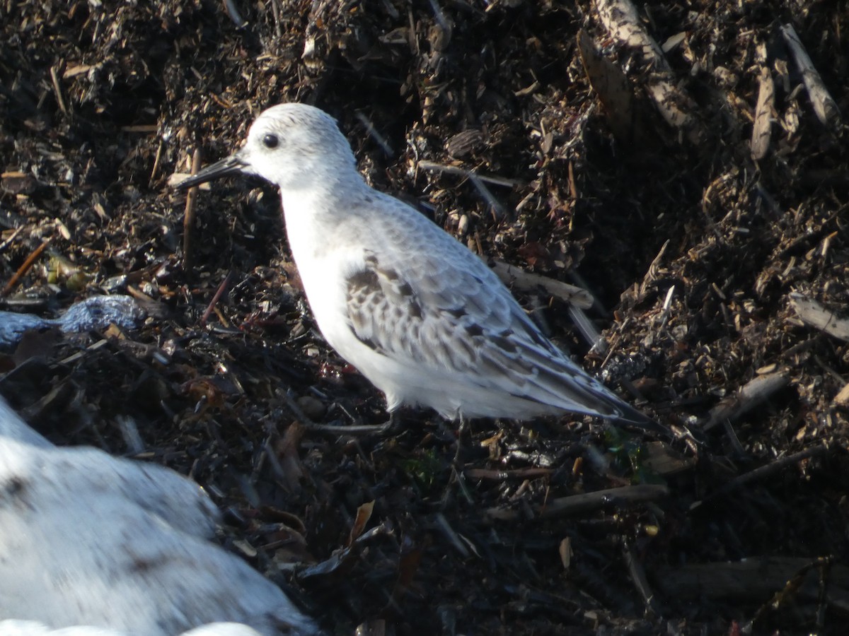 Гурвалж элсэг - ML644472512