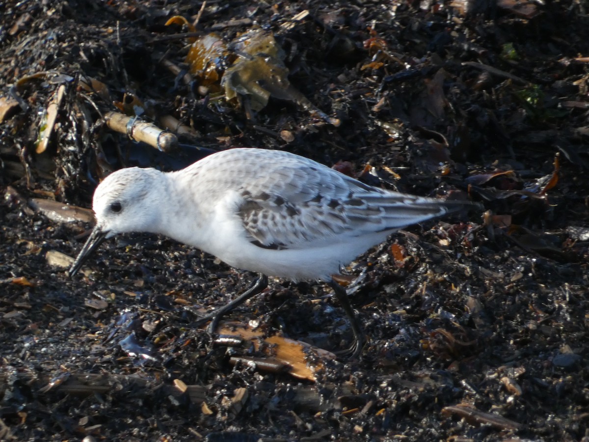 Гурвалж элсэг - ML644472513
