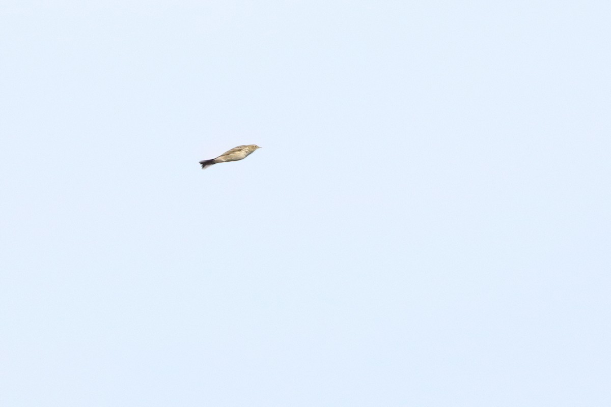 linduška luční - ML644472542