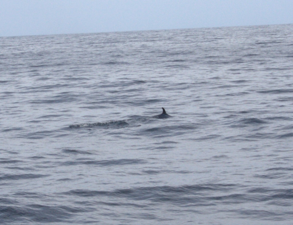 Mammals - ML644472544