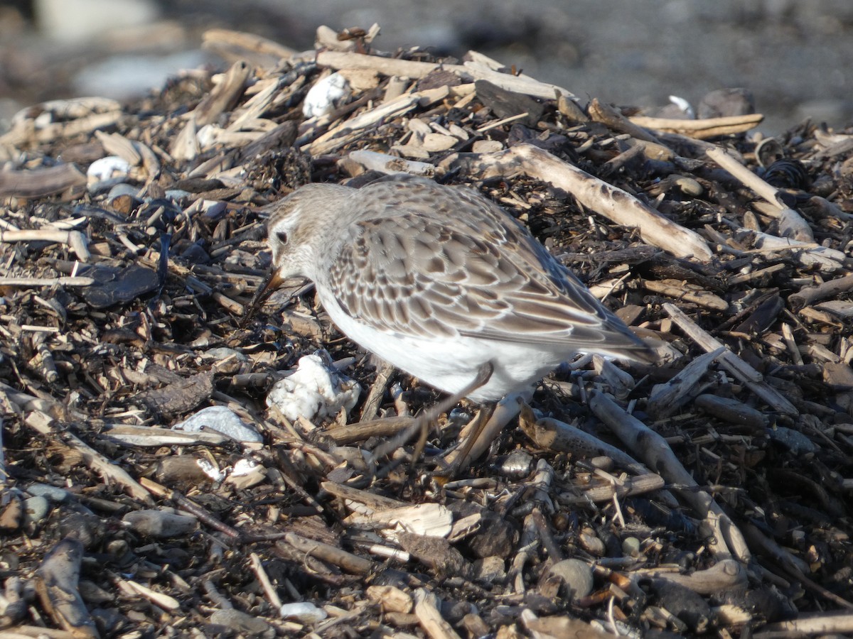 White-rumped Sandpiper - ML644472545