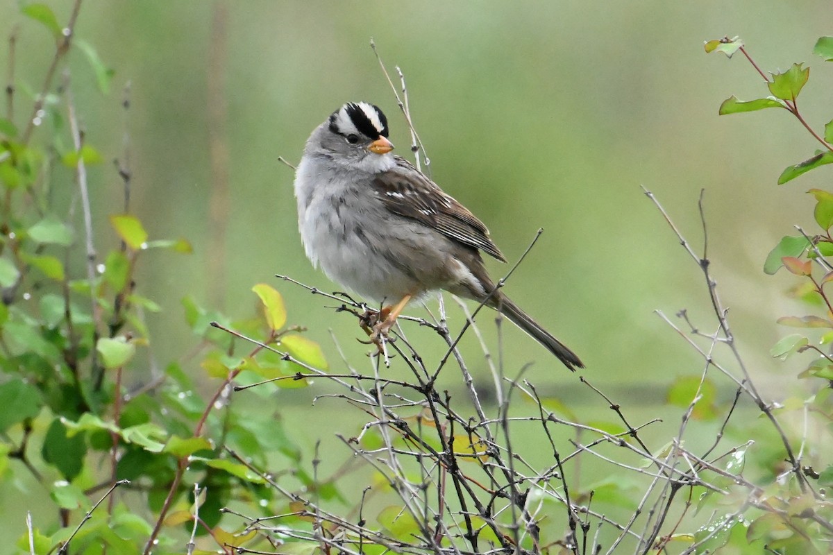 White-crowned Sparrow - ML644472547