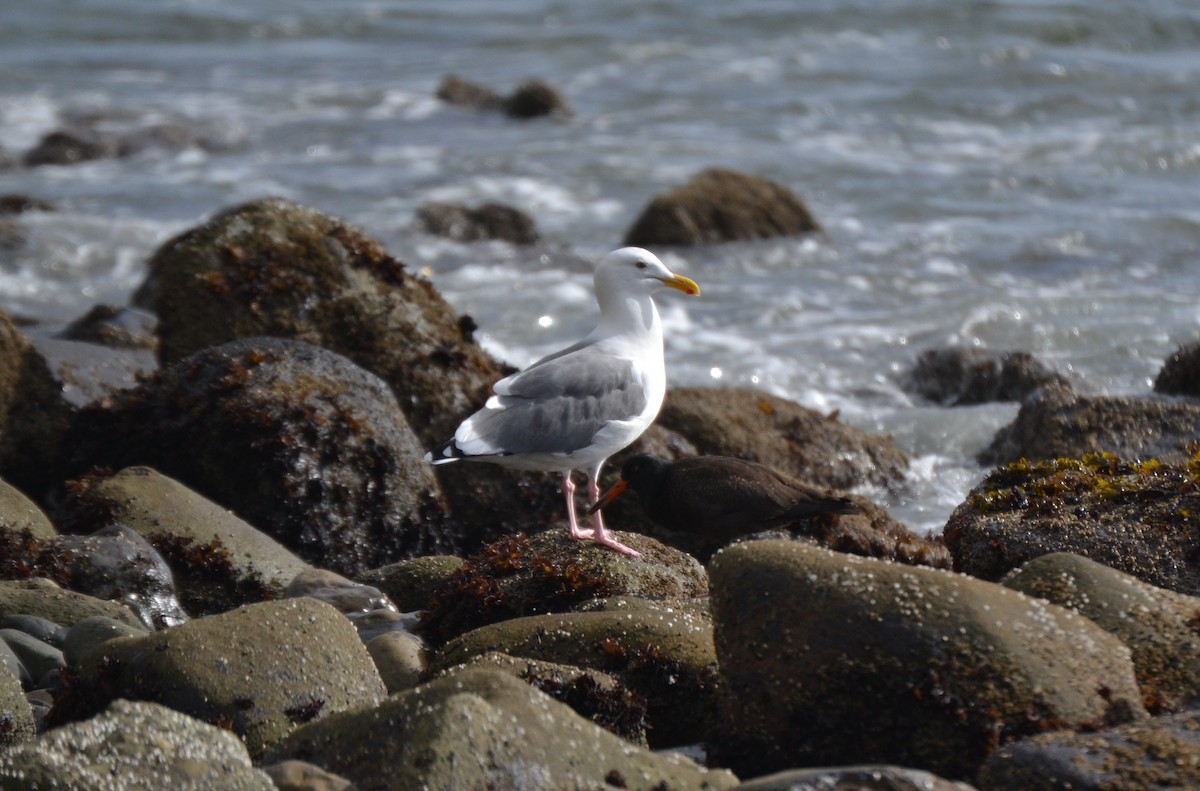 Western Gull - ML644472549