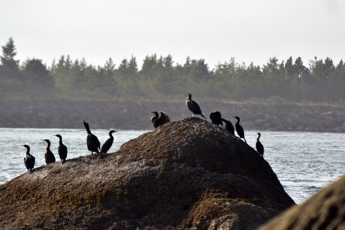 Double-crested Cormorant - ML644472561