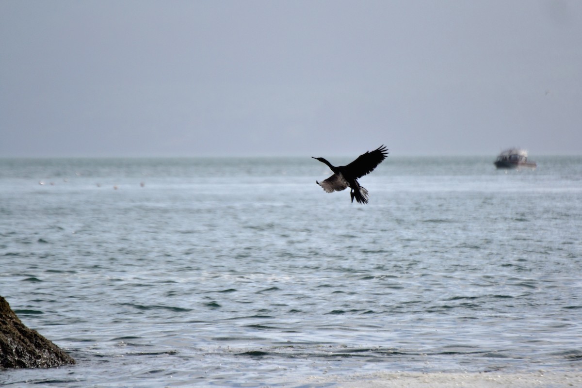 Double-crested Cormorant - ML644472563