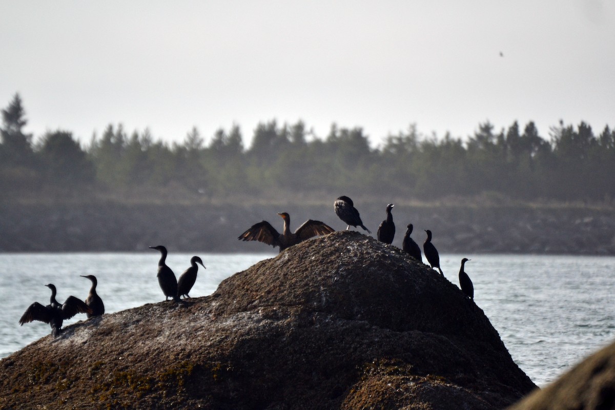 Double-crested Cormorant - ML644472564