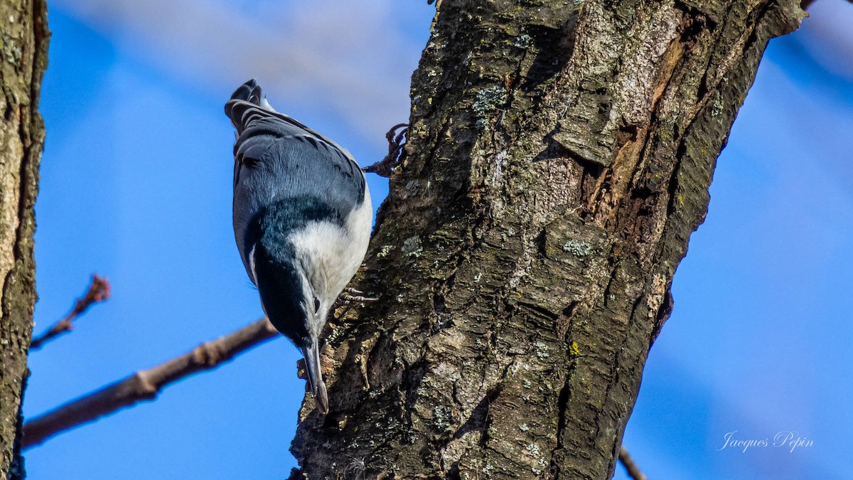 hvitbrystspettmeis - ML644472573