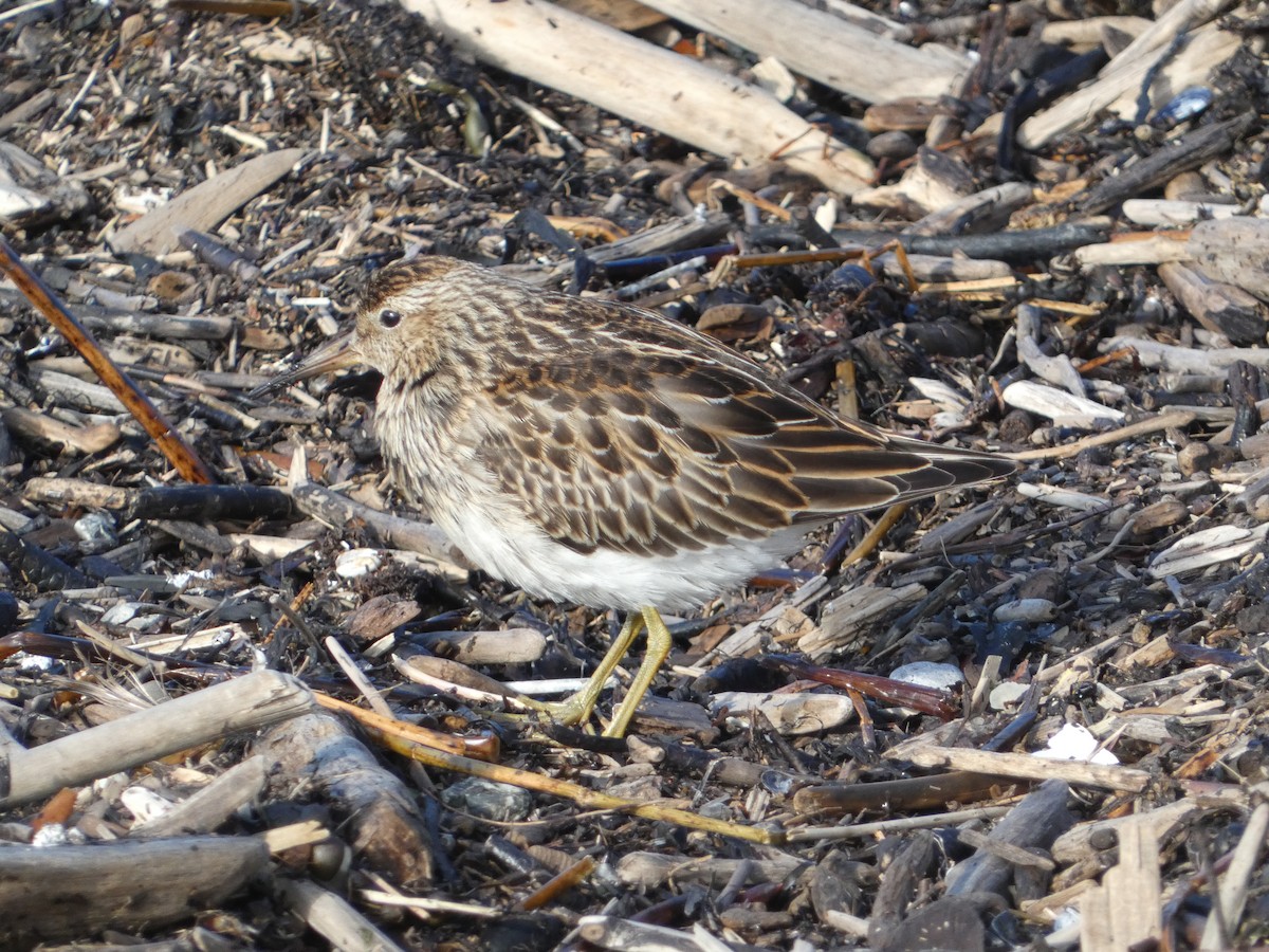 Орог элсэг - ML644472594