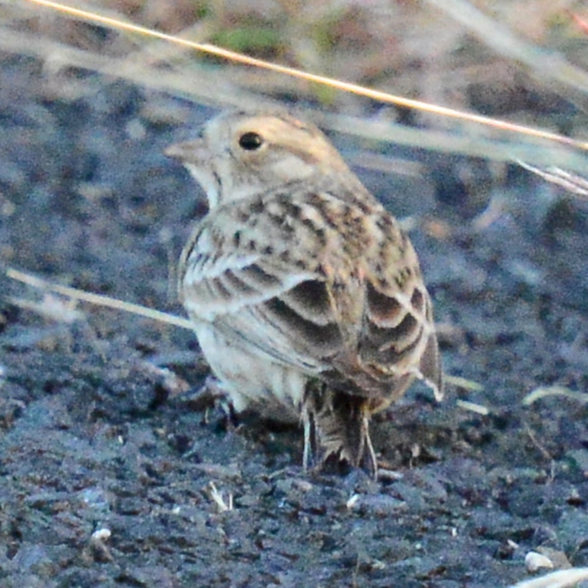 Подорожник чорногрудий - ML644472595
