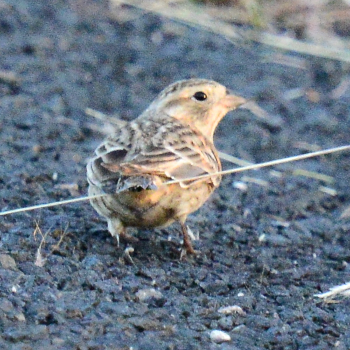 Подорожник чорногрудий - ML644472597