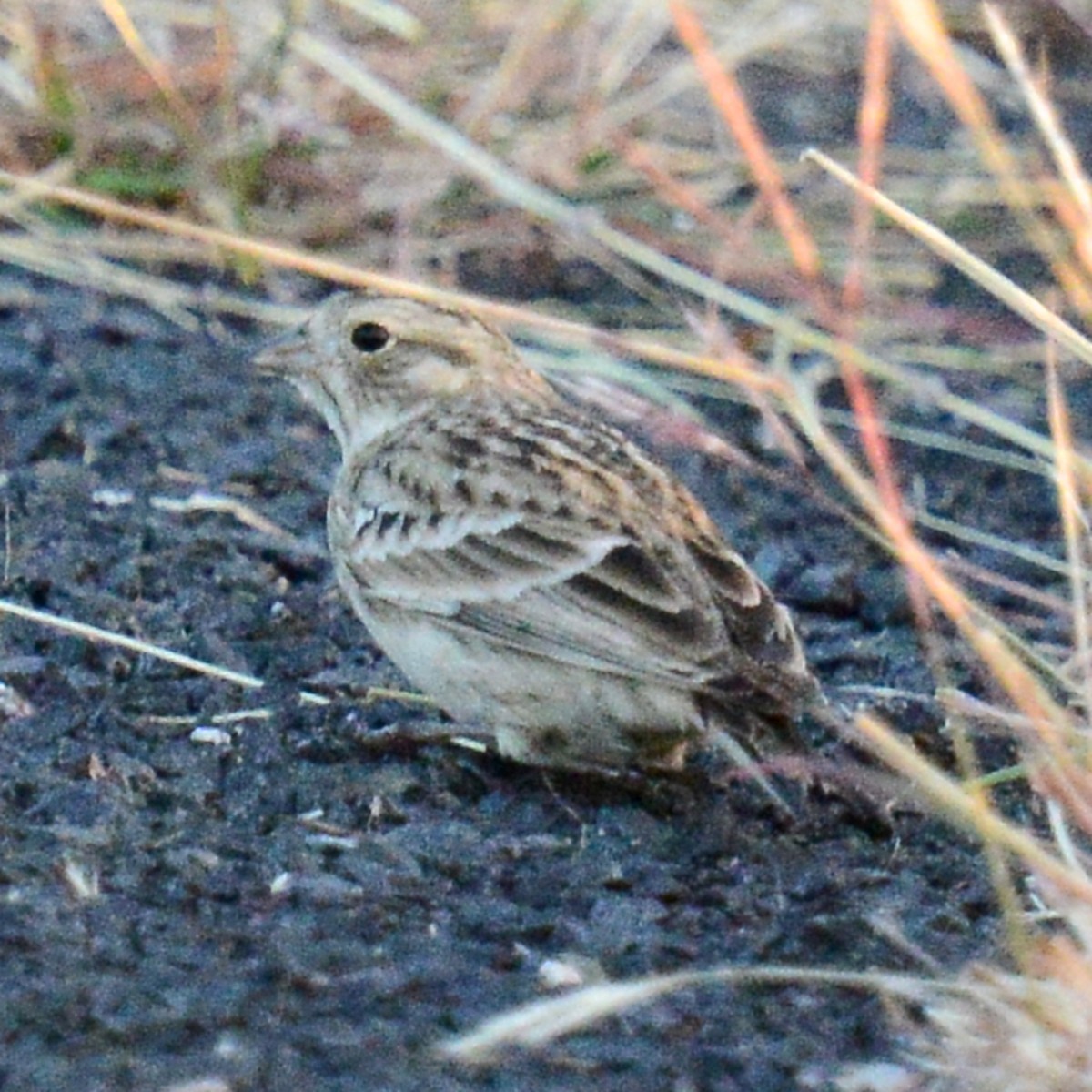 Подорожник чорногрудий - ML644472598