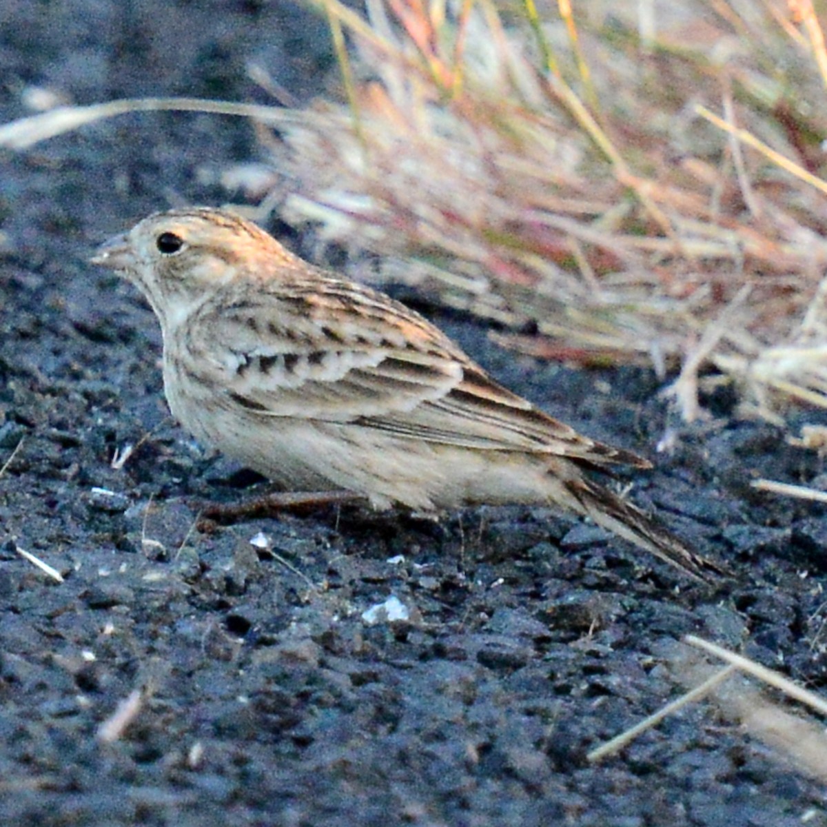 Подорожник чорногрудий - ML644472600