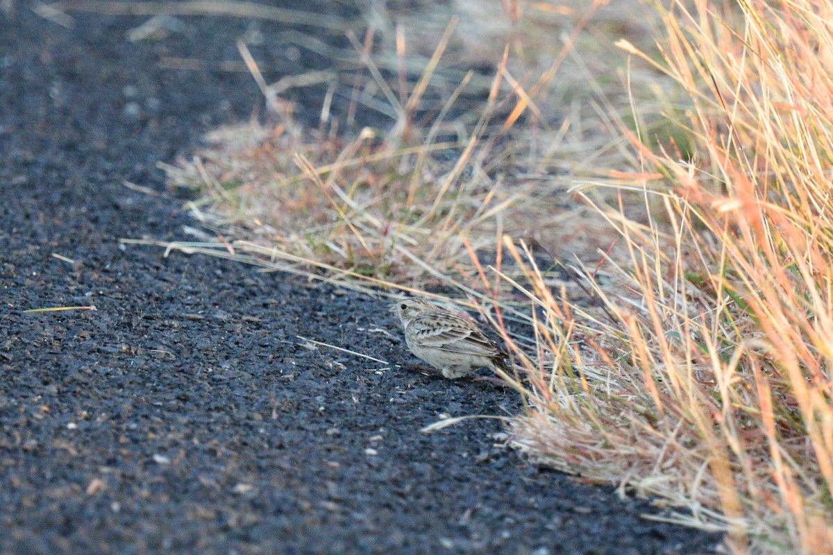 Подорожник чорногрудий - ML644472601