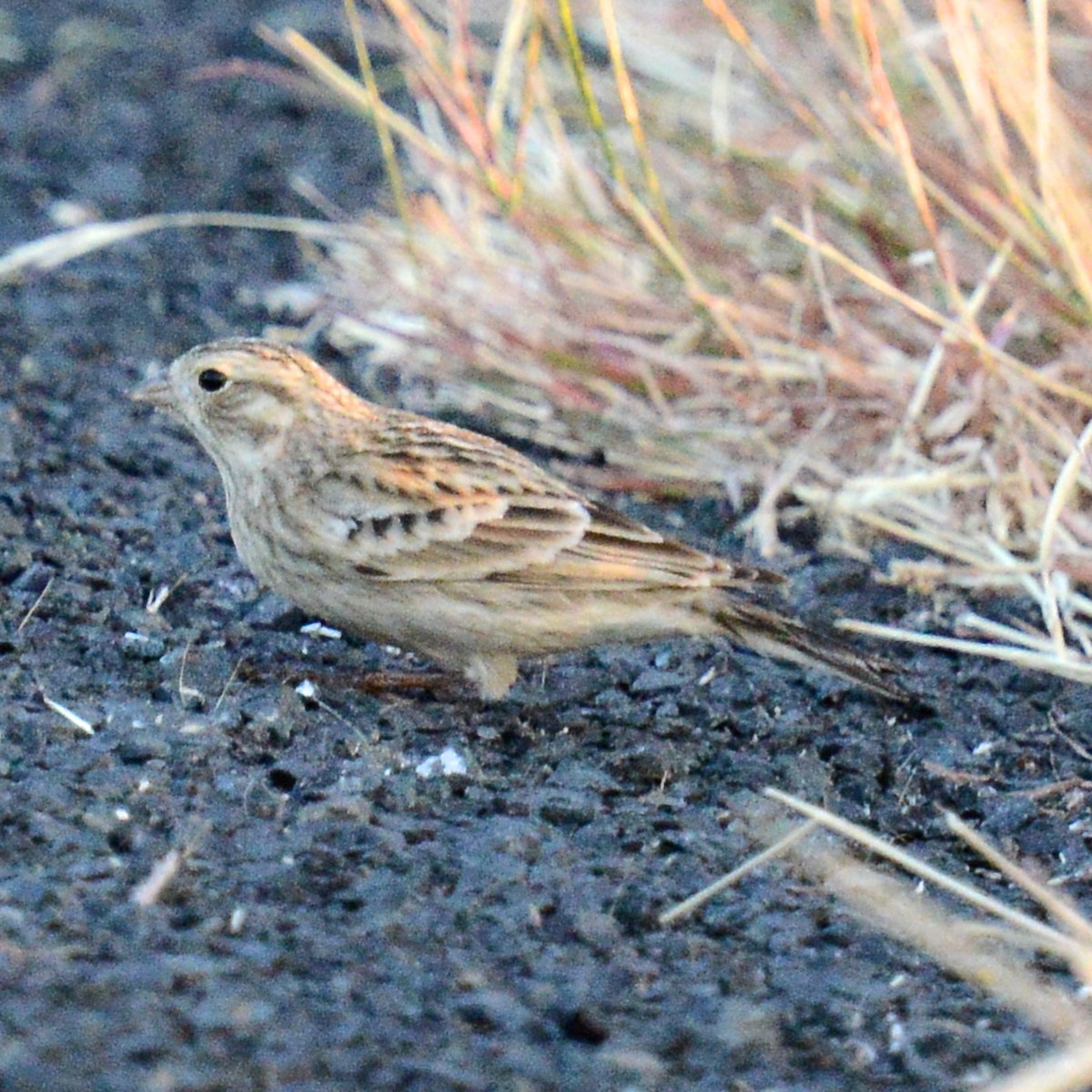Подорожник чорногрудий - ML644472603