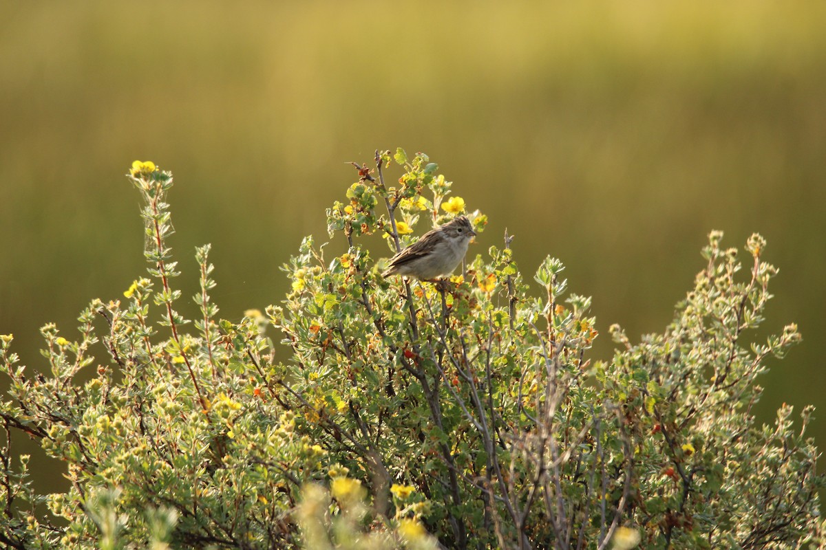 Brewer's Sparrow - ML644472605