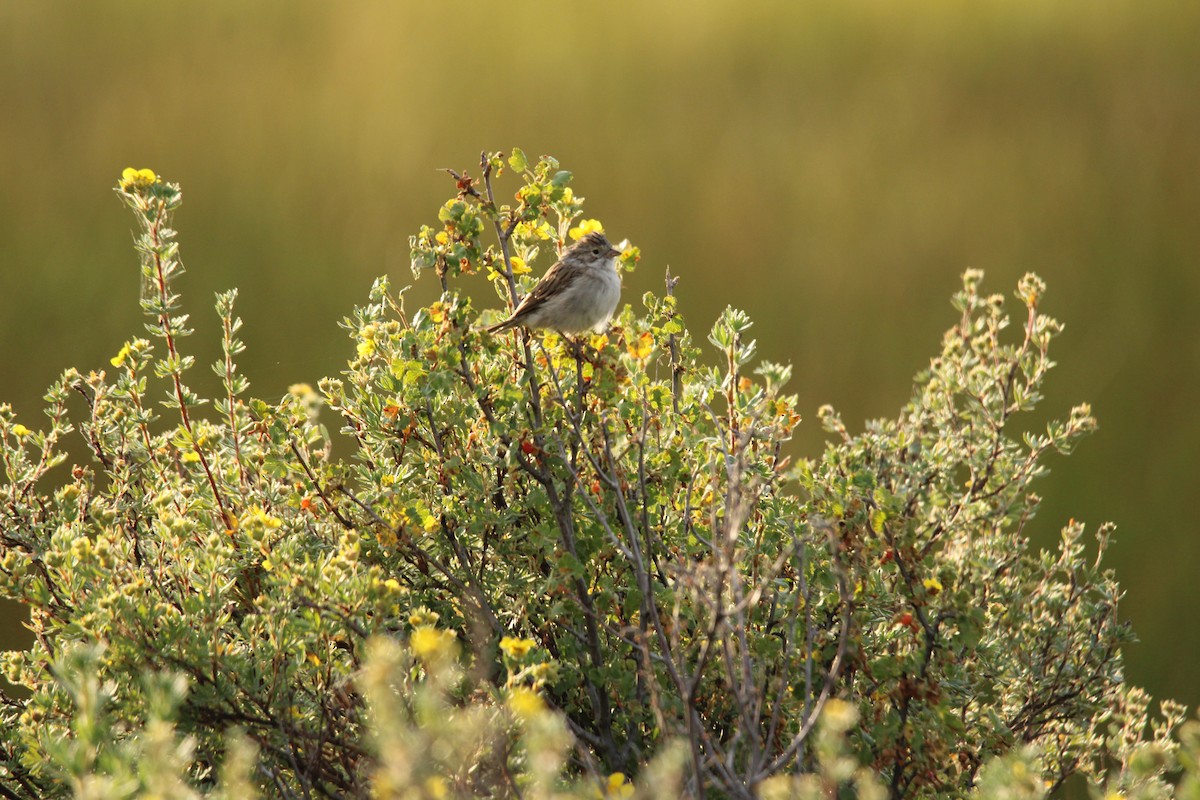 Brewer's Sparrow - ML644472606